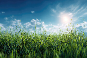 Vibrant Green Grass Blades Under a Sunny Sky
