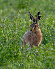 European hare with a torn ear in the field.