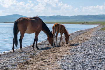 Horse with a young calf walking by the shore of a highland lake, mountains and blue sky with white clouds out of focus in the background. Sunny summer day. Kyrgyzstan, Song Kul Lake, Naryn Region.