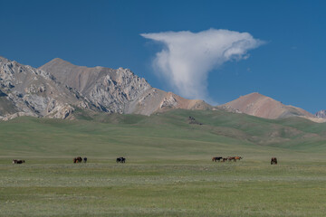Herd of a free run horses and cows graze at the highland mountain farm pasture. Sunny summer day, blue sky and mountains in the background. Kyrgyzstan, Naryn Region, Central Asia.