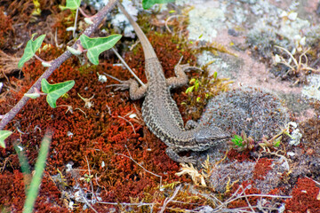 Reptil