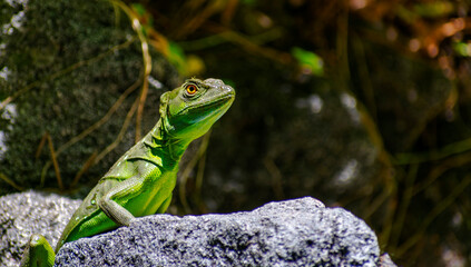 Costarican reptile