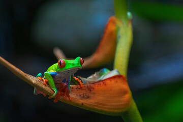 Costarican reptile