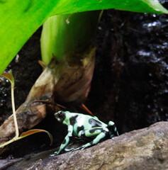 Costarican reptile