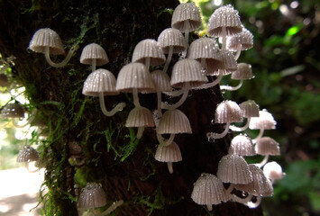 Fungi