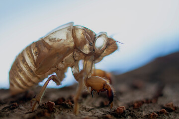 insect skeleton