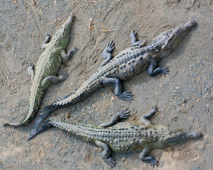 Crocodile