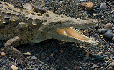 Crocodile