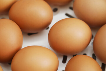 Fresh eggs from organic farms every morning