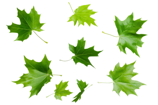 Green maple leaves scattered on a transparent background showcasing various shapes and sizes