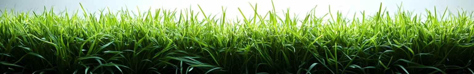 Fototapeta premium Sunlit Grass Blades in Nature