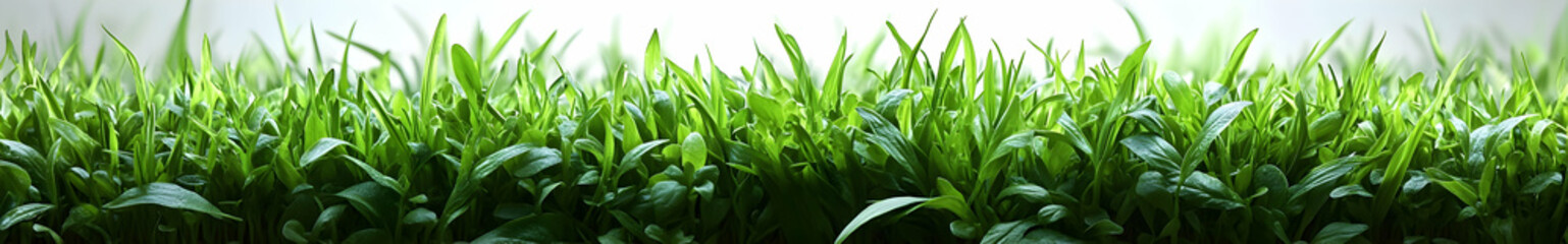 Obraz premium Sunlit Grass Blades in Nature