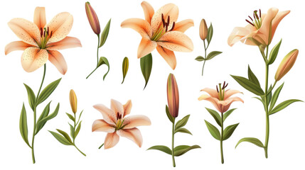 Obraz premium Set of elegant blooming lilies with buds on white background 