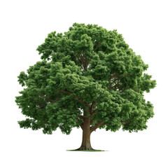 perennial oak Jungle forest tree shape cutout 3d render png, green oak tree landscape design 