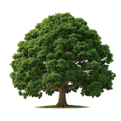 Fototapeta premium perennial oak Jungle forest tree shape cutout 3d render png, green oak tree landscape design 