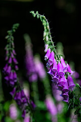 Violetter Fingerhut im Wald, Digitalis purpurea