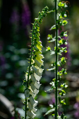 Violetter Fingerhut im Wald, Digitalis purpurea