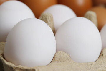 Eggs are the best protein and are inexpensive and readily available