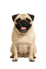 Sitting Pug Dog PNG on Transparent Background &ndash; Cute Realistic Clipart for Pet Advertising and Sticker Design
