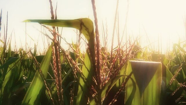Corn cron at sunrise 