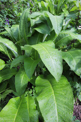 green leaves background