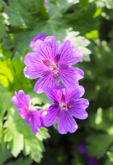 purple flowers in the garden