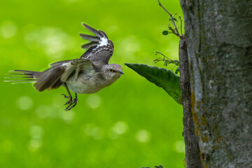 Northern mockingbird in flight next to a tree trunk.