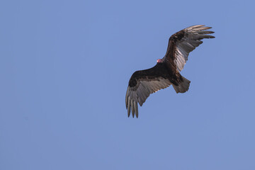 Turkey vulture in flight against a blue sky.