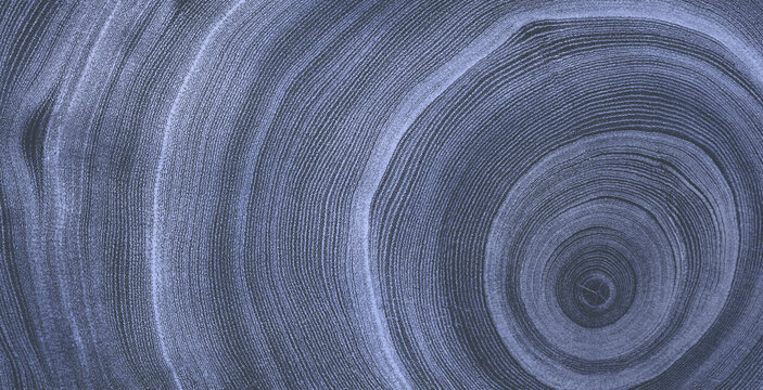 Faded denim blue gray cut wood texture. Detailed black and white texture of a felled tree trunk or stump. Rough organic tree rings with close up of end grain.