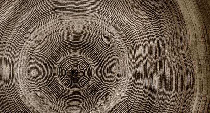 Warm gray cut wood texture. Detailed black and white texture of a felled tree trunk or stump. Rough organic tree rings with close up of end grain.