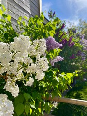 flowers in the garden
