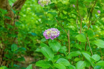 ひっそりと咲く満開の淡いピンクのアジサイ