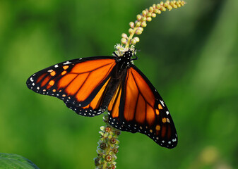 Close Monarch Butterfly  Danaus