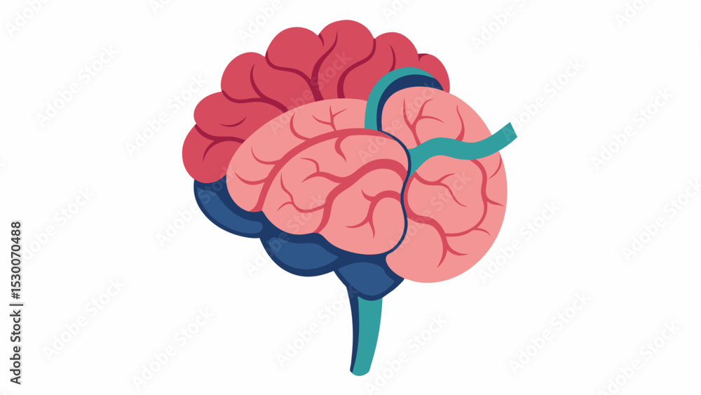 Poster detailed drawing of the brain stem showcasing its vital role in controlling basic functions such as 
