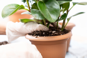 Gardening hands with gloves repotting houseplant in terracotta pot, close up of green foliage and soil, home gardening, indoor plant care, organic lifestyle, eco friendly activity