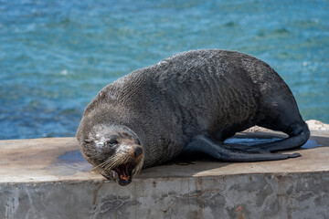 Angry seal, mouth open, next to Edithburg Jetty