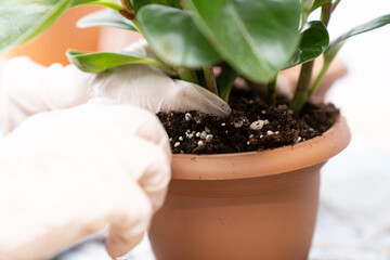 Gardening hands with gloves repotting houseplant in terracotta pot, close up of green foliage and soil, home gardening, indoor plant care, organic lifestyle, eco friendly activity