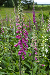 Fingerhut (Digitalis purpurea) mit Regentropfen