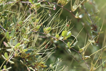 Birch Leaf Mountain Mahogany, Cercocarpus Betuloides Variety Betuloides, a dear native shrub displaying immature cylindric trichomatic achene fruit during Spring in the Santa Monica Mountains.