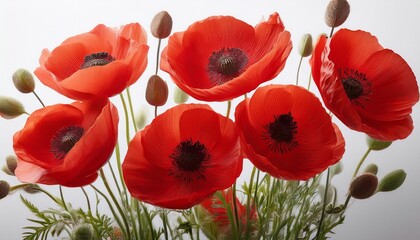 a cluster of striking red poppies stems visible pure white backdrop flowers rhoeas