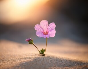 pink flower growing on sand with blurred background