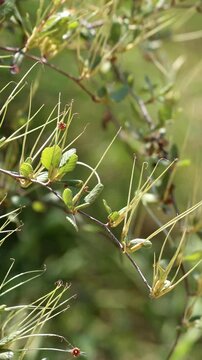 Birch Leaf Mountain Mahogany, Cercocarpus Betuloides Variety Betuloides, a dear native shrub displaying immature cylindric trichomatic achene fruit during Spring in the Santa Monica Mountains.