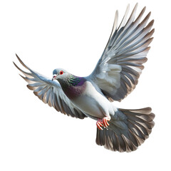 Obraz premium A gray pigeon in flight wings spread wide against a colorful striped background