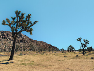 Joshua Trees