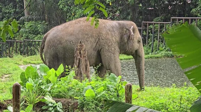 Asian Elephant Urinating in Natural Wildlife Reserve &ndash; Realistic Footage of Endangered Species Displaying Natural Behavior in Protected Habitat