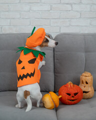 Jack Russell Terrier dog in pumpkin costume next to jack o lantern on sofa. 