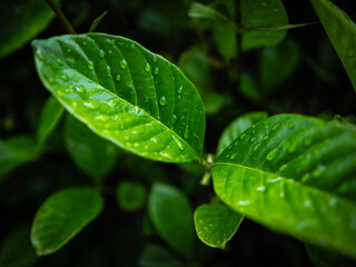 葉についた水滴　梅雨