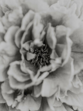 Peony black and white