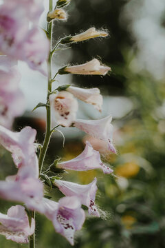 Fox glove 