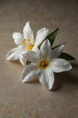 Star Pattern Jasmine Bloom